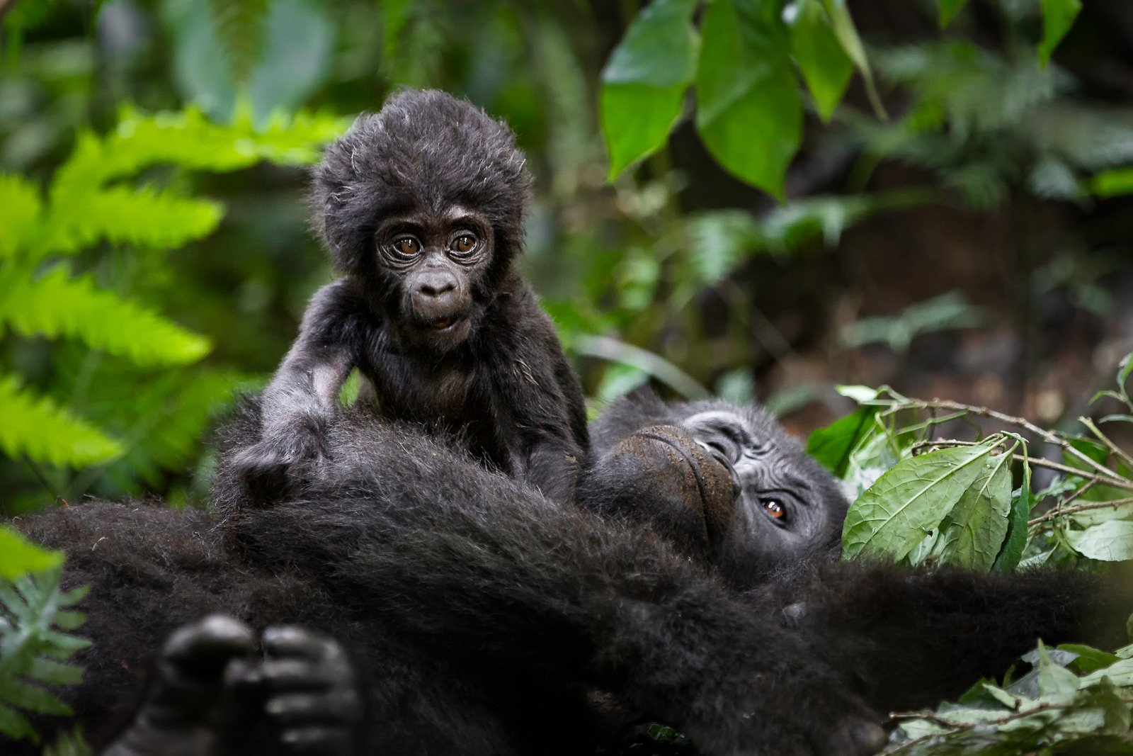 8 Days Uganda Primate Safari—Gorillas, Chimps & Wildlife Adventure