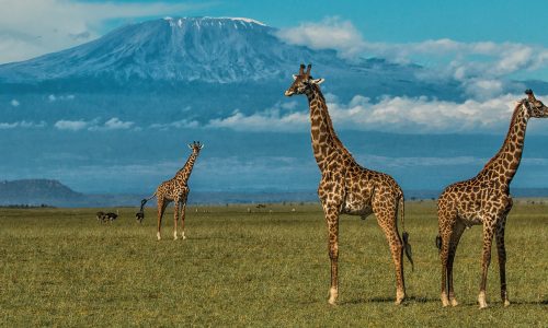 7 Days Kenya Safari (Amboseli, Lake Nakuru & Maasai Mara)