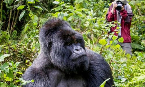 Gorilla Trekking Experience