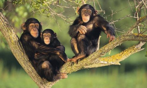 Kibale-forest-Chimps 10-Day Uganda Safari—Gorillas, Chimps & Big 5 Uganda Wildlife Safari
