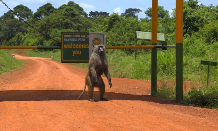 14-Day Uganda Safari