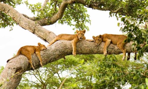 Queen Elizabeth National Park 10-Day Uganda Safari—Gorillas, Chimps & Big 5 Uganda Wildlife Safari