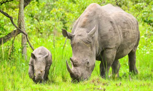 Ziwa Rhinos Ziwa Rhino Sanctuary