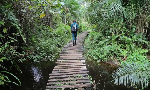 igodi-walk-kibale-1024x683 10-Day Uganda Safari—Gorillas, Chimps & Big 5 Uganda Wildlife Safari