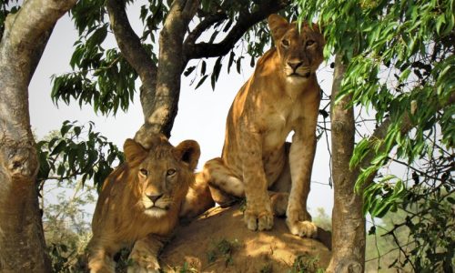 lions-tree-climbing-in-ishasha-np 10-Day Uganda Safari—Gorillas, Chimps & Big 5 Uganda Wildlife Safari