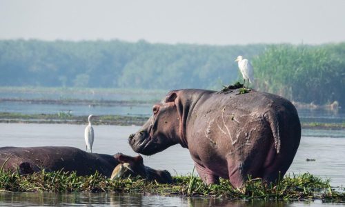 14 Days Uganda Gorillas, Chimps & Wildlife Safari