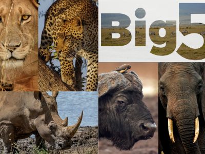 A First-Timer's Guide to an East African Safari