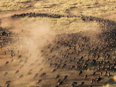 The Great Wildebeest Migration – Serengeti & Maasai Mara