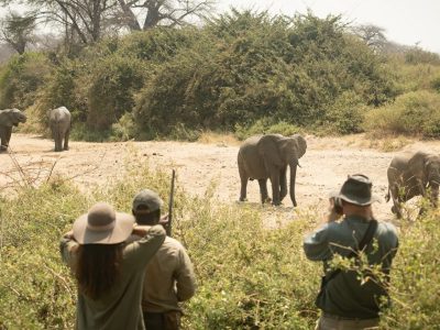 Walking Safaris in Laikipia or Ruaha