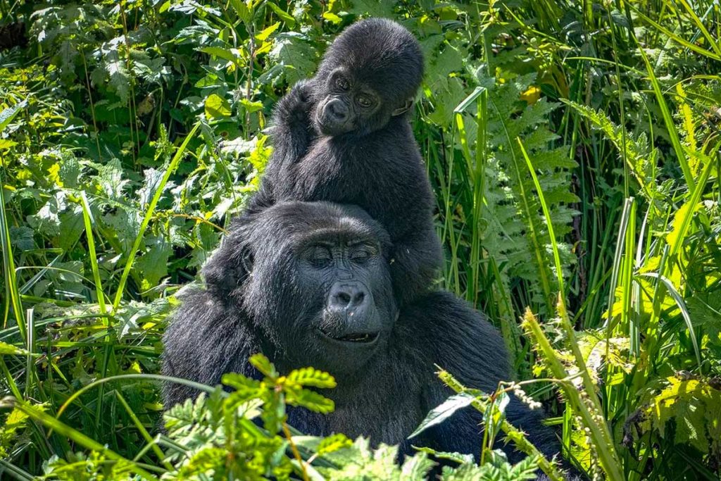 6-Day Flying Safari to Bwindi & Maasai Mara—Gorillas, Big Five & Great Migration
