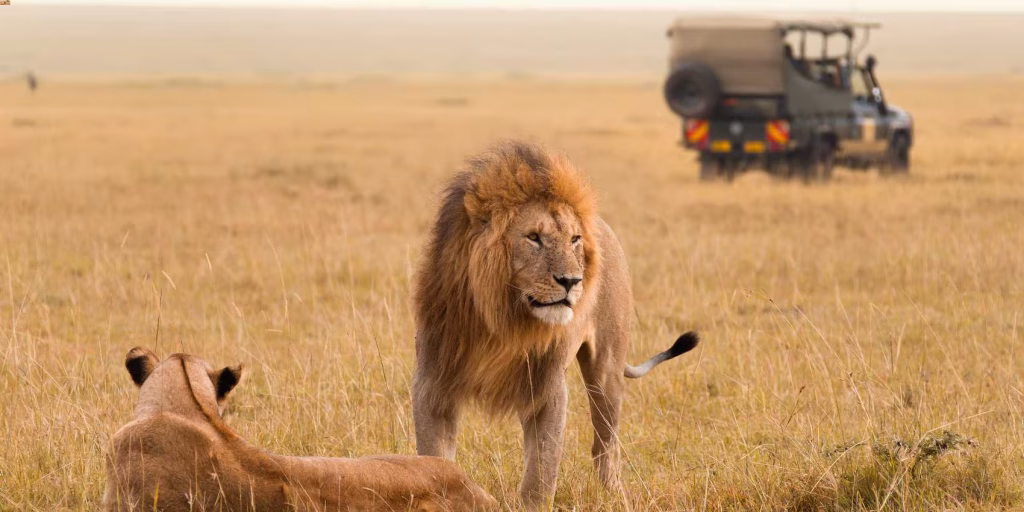 3-Day Maasai Mara Migration Safari | Wildebeest River Crossing Sightings & Big Five Safari